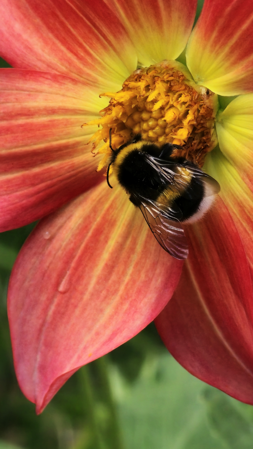 bumble_bee_flower